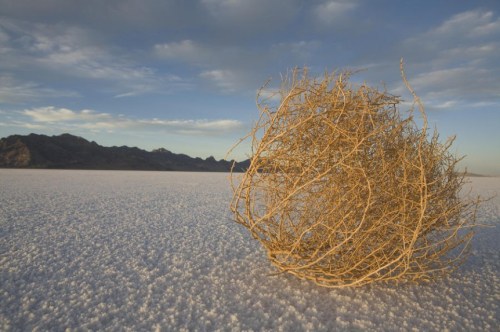 Tumbleweed-862x574